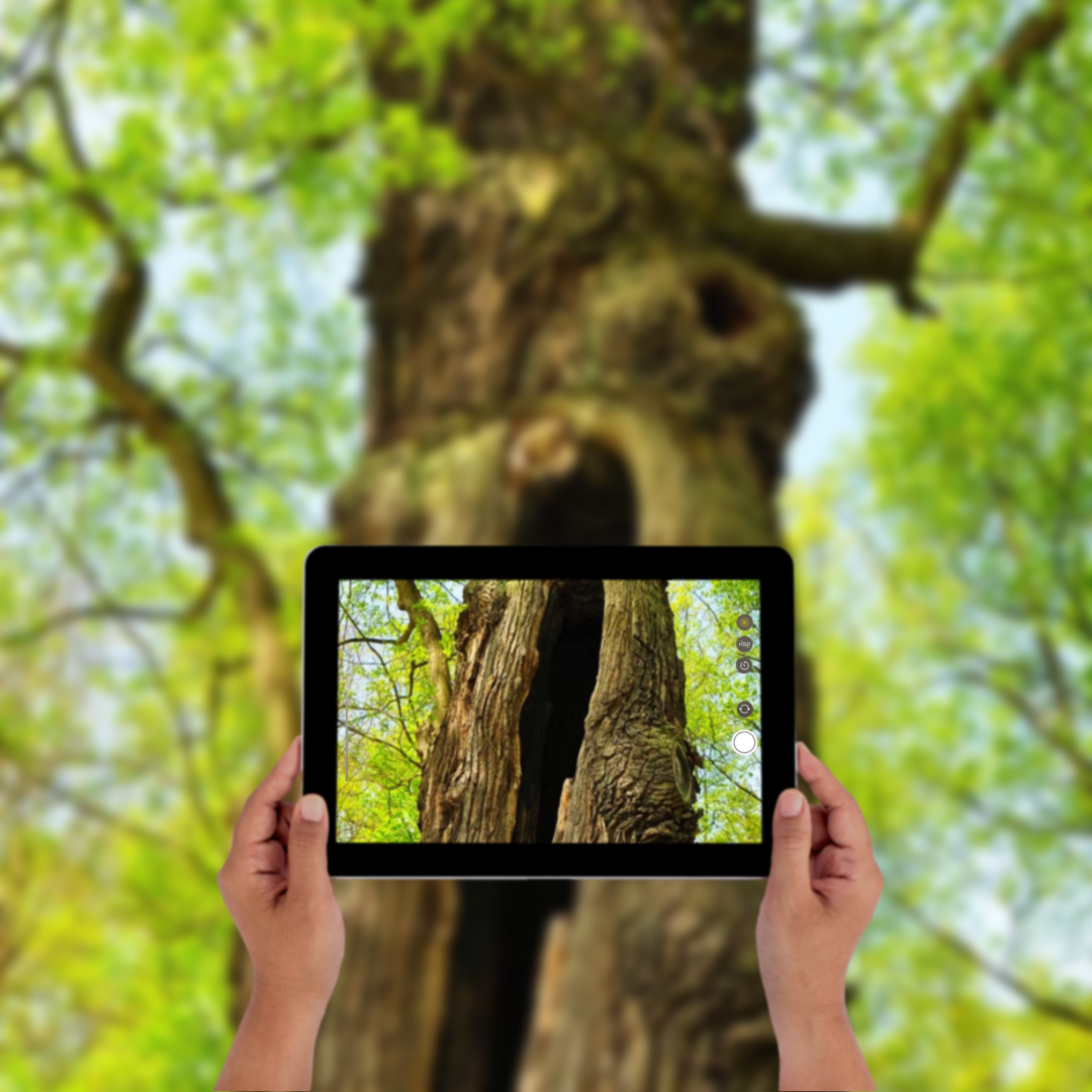 Mit einem IPad wird eine Beschädigung an einem Baum fotografiert
