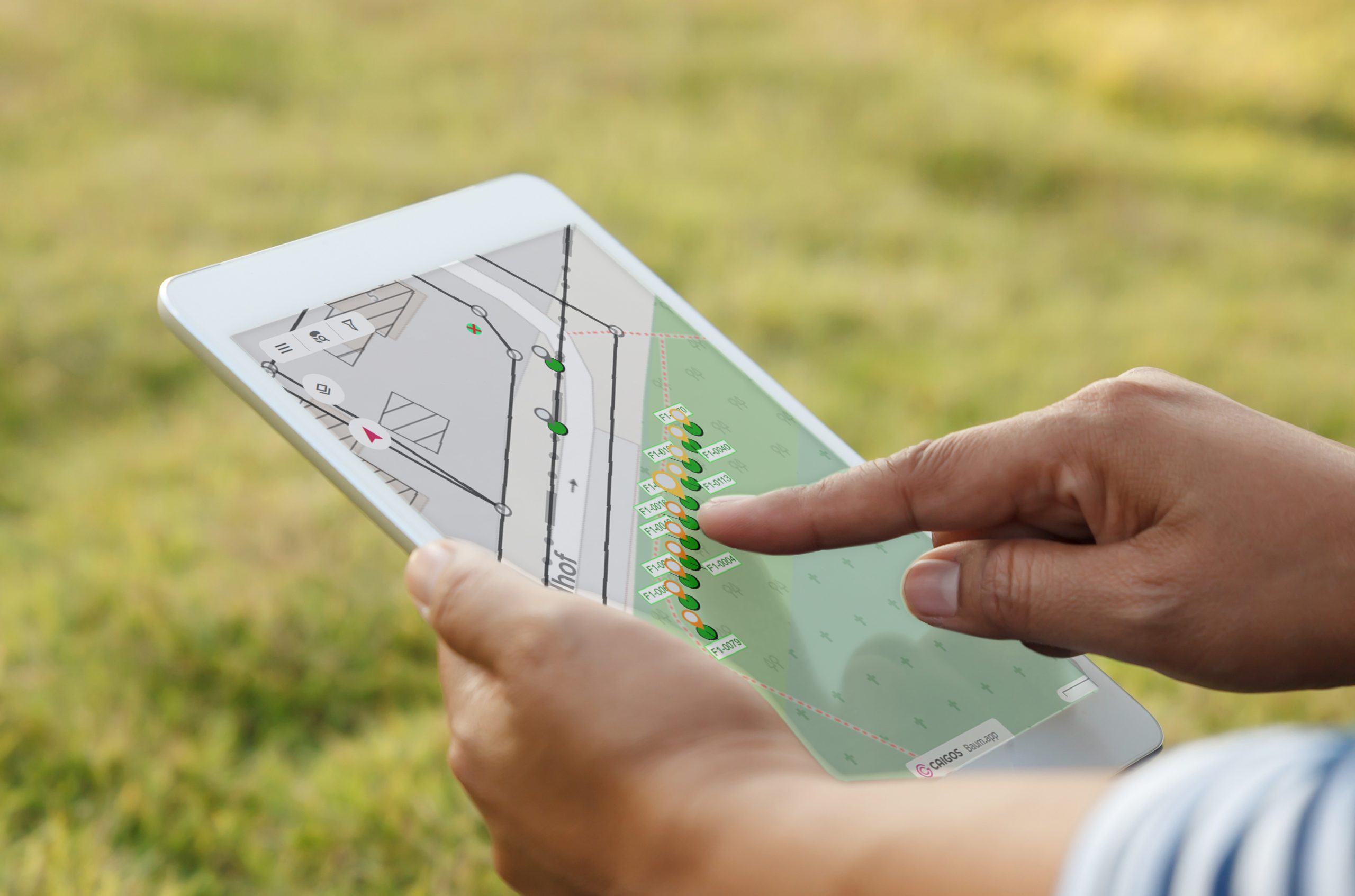 Checken der Baum App am Tablet auf einer Wiese